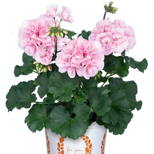 Pelargonium 'Savannah® Pink Shades' - Pelargoon 'Savannah® Pink Shades'   